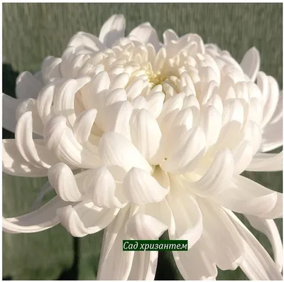 Хризантема мелкоцветковая белая\" СНЕЖНЫЙ ШАР \", зкс, цена в Пскове от  компании Вилла-Планта (питомник растений)