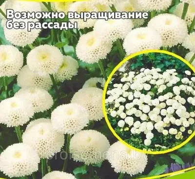 Искусственный цветок -Шар Хризантема атласный большой 6-ка R-1265 -  ИСКУССТВЕННЫЕ ЦВЕТЫ ПИОН
