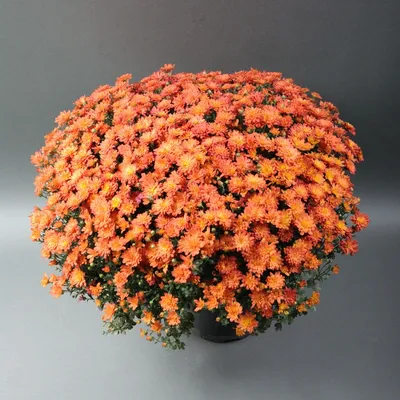 Хризантема Бриз Розовая -купить, цена, отзывы в интернет-магазине комнатных  растений.