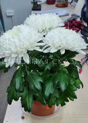 Хризантема мультифлора d15 см микс купить недорого в интернет-магазине  товаров для сада Бауцентр