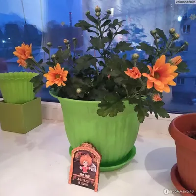 Хризантема Каприул Chrysanthemum Capriool - купить саженцы хризантемы с  доставкой по Украине в магазине Добродар