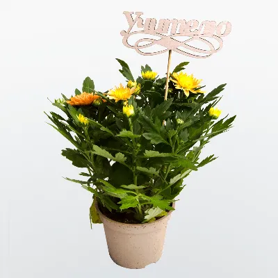 Хризантема в горшке - заказать и купить комнатные растения с доставкой |  Donpion