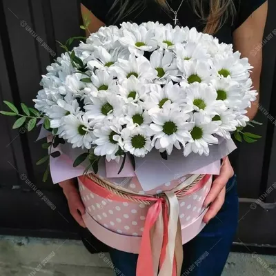 Ромашка Хризантема в шляпной коробке - Доставкой цветов в Москве! 41843  товаров! Цены от 487 руб. Цветы Тут