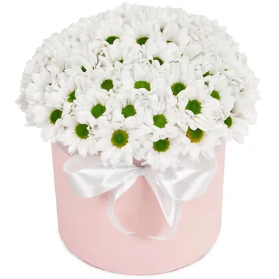 Композиция в коробке хризантемы фиолетовые и белые - купить в  интернет-магазине с доставкой по СПб
