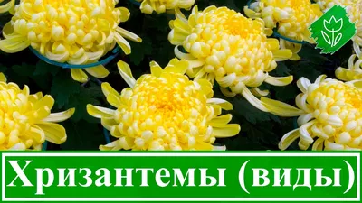 Хризантема цветок: фото, описание, выращивание, посадка, уход, размножение,  виды, сорта