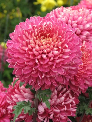 Хризантема садовая: самые популярные сорта с фото | В цветнике (Огород.ru)