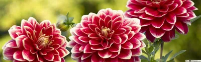 Фото \"Крупноцветковые хризантемы сорта Седой Барон.\" :: ФотоСтарт - сайт  любительской фотографии: фото цветов, роз, хризан… | Хризантемы, Красивые  цветы, Хризантема