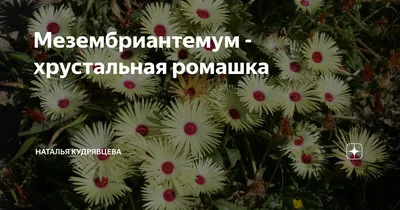 Интересный почвопокровный цветок - Мезембриантемум или хрустальная  (стеклянная) ромашка | Юлия Полякова | Дзен