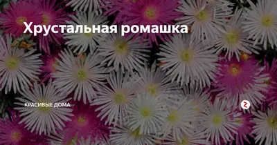 Хрустальная травка - размножение, особенности выращивания и ухода,  первичная посадка