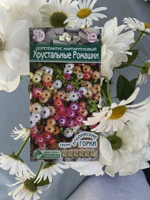 Мезембриантемум выращивание из семян, посадка и уход (+фото цветов)