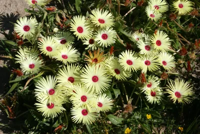 Семена Johnsons Мезембриантемум Ливингстона Daisy Mixed - «Хрустальная  ромашка» | отзывы