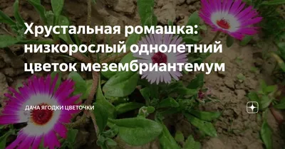 Хрустальная ромашка: низкорослый однолетний цветок мезембриантемум | Дача  ягодки цветочки | Дзен