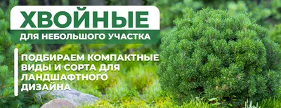 Вечнозеленые растения для сада » Газон купить, рулонний газон з Києва,  газон купить Киев