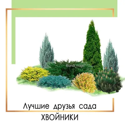 Готовые хвойные композиции: схема, выбор растений, правила - Статья -  Журнал - FORUMHOUSE