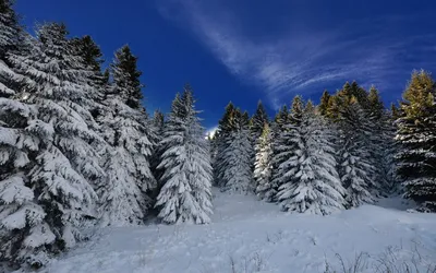 Хвойный лес зимой фото