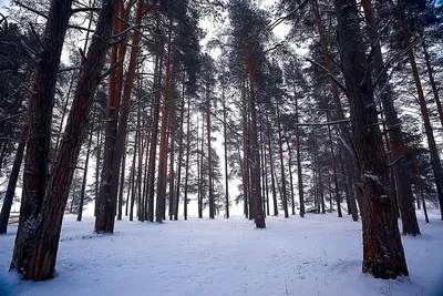 Как правильно брать из лесу елочку домой
