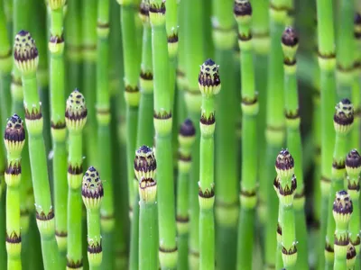 Хвощ зимующий Equisetum Hyemale Robustrum