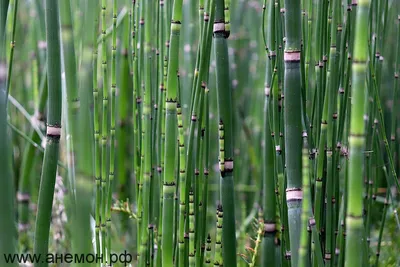 MW0162691, Equisetum hyemale (Хвощ зимующий), specimen