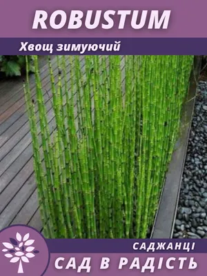 Хвощ зимующий (Equisetum hyemale). Фото на сайте \"Грибы: информация и  фотографии\"