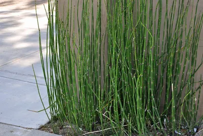 Хвощ зимующий (Хвощ камчатский) 'Робустум' / Equisetum hyemale 'Robustum'.  Саженцы. Контейнер 3 л. (C3), 3: продажа, цена в Харьковской области.  Рассада и саженцы цветов от \"Сад в радость\" - 1429863871