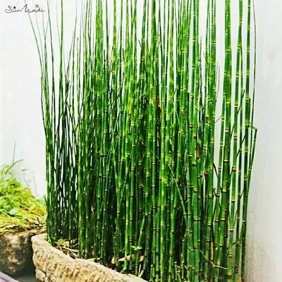 Эквисетум (Хвощ) зимующий (Equisetum hyemale) Р11 — Питомник Летний сад