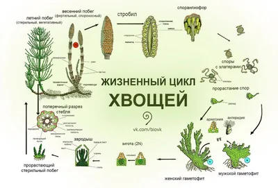 SunMade, 6 шт./ пачка, Ins, хвощ зимующий, высокая имитация, мини бамбук,  декор для дома, аксессуары цветочной композиции, материалы для украшения  отеля, искусственные растения, искусственные хвощи, болотный хвощ |  AliExpress