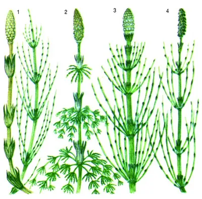 Equisetum hyemale | Хвощ зимний, хвощ зимующий | Lora Black | Flickr