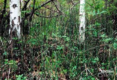 Equisetum hyemale | Хвощ зимний, хвощ зимующий | Lora Black | Flickr