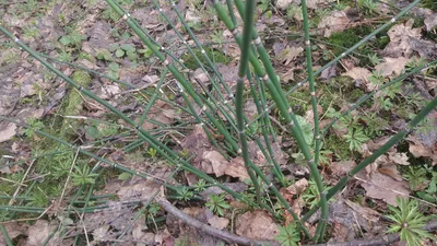 Хвощ зимующий (лат. Equisétum hyemále). Произрастает в лесах  (преимущественно хвойных), на сырых участках по террасам речных д… |  Растения, Ядовитые растения, Хвоща