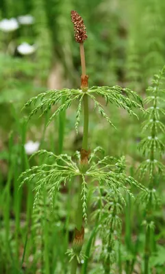 Хвощ лесной (Растения Тюменского района и Тюмени. Часть 1.) · iNaturalist