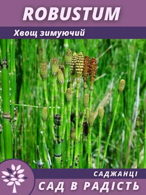 Хвощ зимующий (Хвощ камчатский) 'Робустум' / Equisetum hyemale 'Robustum'.  Саженцы. Открытая корневая (ОКС), (ID#1429863869), цена: 40 ₴, купить на  Prom.ua