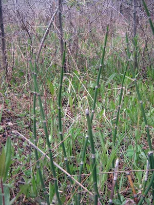 MW0003357, Equisetum hyemale (Хвощ зимующий), specimen