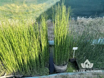 Equisetum hyemale L., Хвощ зимующий (World flora) - Pl@ntNet identify