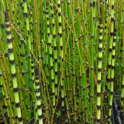 MW0003362, Equisetum hyemale (Хвощ зимующий), specimen