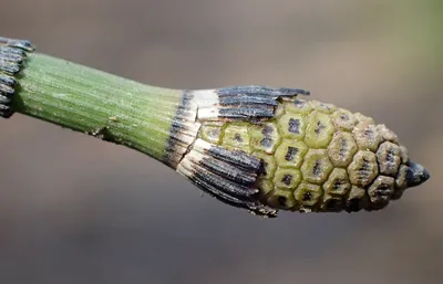 Хвощ зимующий Робустум / Equisetum hyemale Robustum (ID#1137618732), цена:  90 ₴, купить на Prom.ua