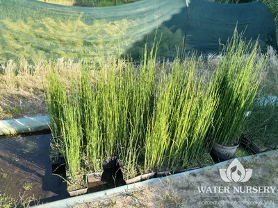 Растения для водоема 2024 : Equisetum hyemale-Хвощ зимующий