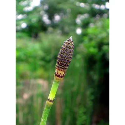 Фотокаталог растений: Хвощ зимующий (Equisetum hyemale)