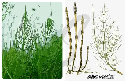 Horsetail Reed | Southwest Nursery | Wholesale Landscaping Supplies |  Dallas | Fort Worth