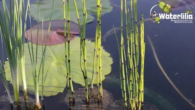 Растения для водоема 2024 : Equisetum hyemale-Хвощ зимующий