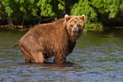 Хвост медведя в фотографиях разного размера