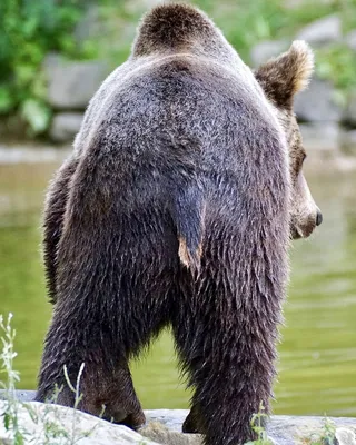 Хвост медведя: захватывающие картинки для любителей животного мира