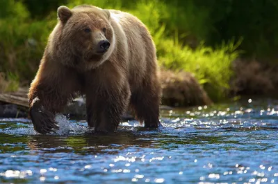 Хвост медведя на фоне природы: изображения для скачивания