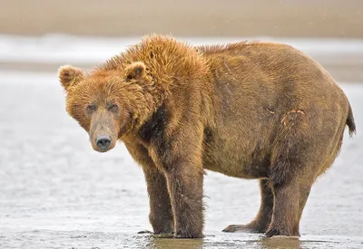 Хвост медведя: фотографии с прекрасной детализацией