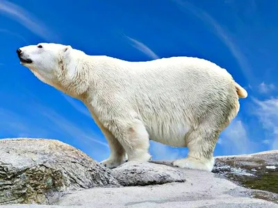 Хвост медведя: прекрасные фотографии в свободном доступе