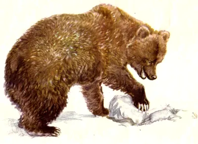 Хвост медведя на фото: выбирайте размер изображения