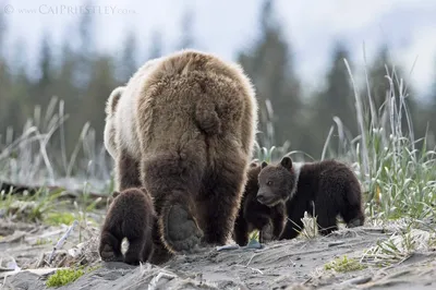Фото хвоста медведя: изображения в различных форматах для скачивания
