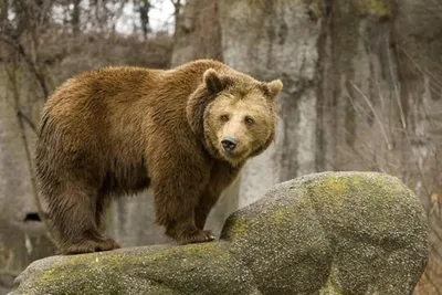 Хвост медведя: натуральные картинки для настольного фона