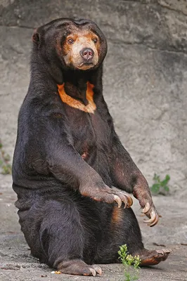 Хвост медведя: фотографии с высокой степенью детализации