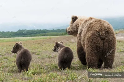 Хвост медведя в формате jpg: бесплатные изображения для скачивания