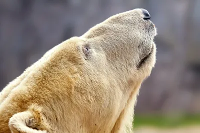Хвост медведя: ощутите природную красоту на вашем экране